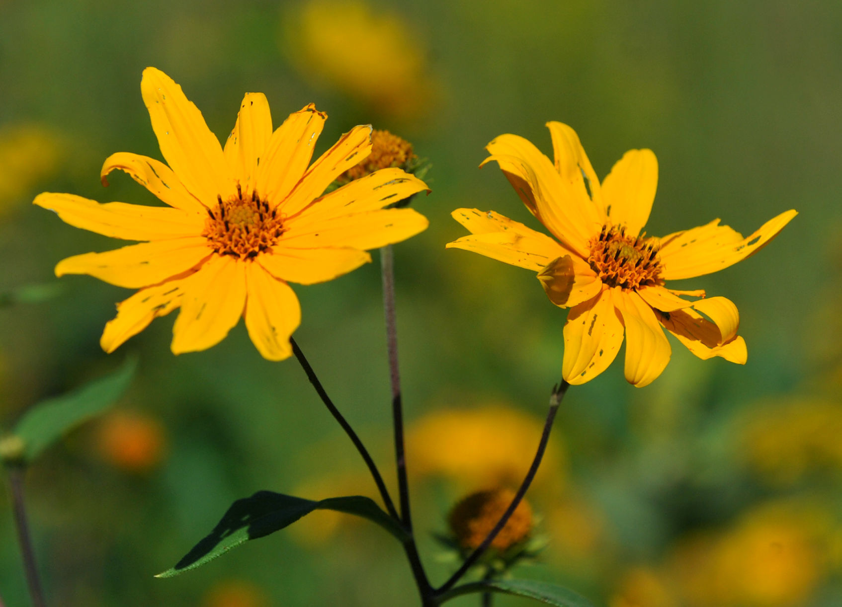 Davenport Fairmount Cemetery prairie